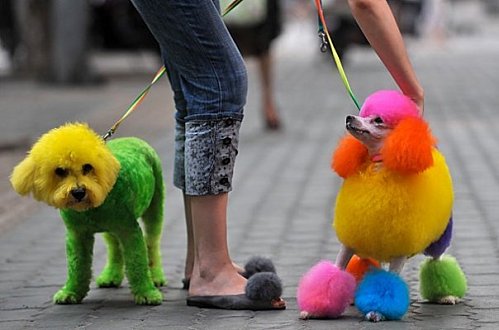 dog grooming
